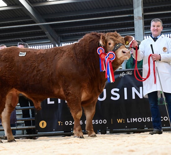 Limousin bulls reach 8,000 guineas at Ballymena sale