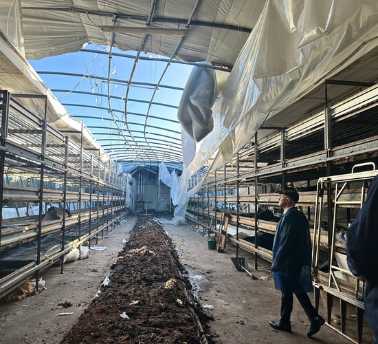 Initial estimates show €4.5m in storm damage to horticulture