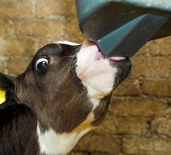 Calf Rearing Series: Weaning high-milk-fed calves