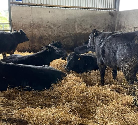ABP Benchmark Report: How did your herd perform in 2024?