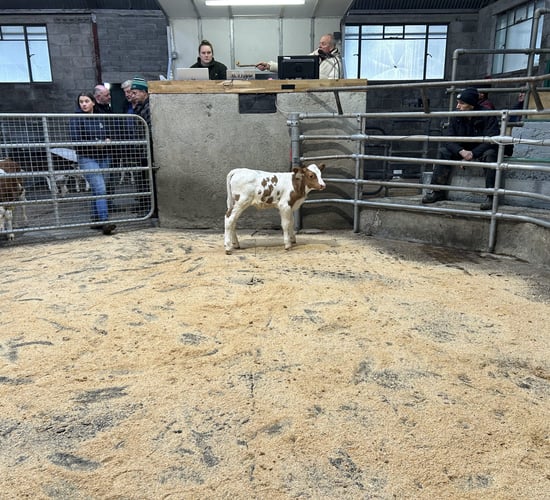 In pictures: 'Strong trade for all types of calves' at Blessington Mart