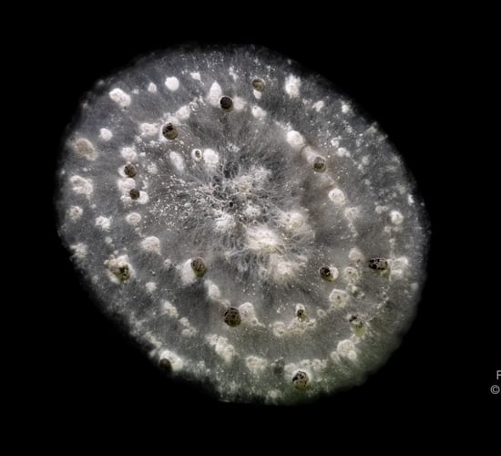 Scientist shows beauty of agricultural fungi in new art project