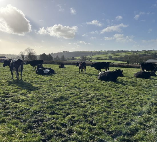 Waterford farmer: Spring grass diet worth €3.67 extra/cow