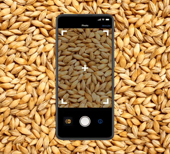 Your smartphone can now be used to determine grain quality