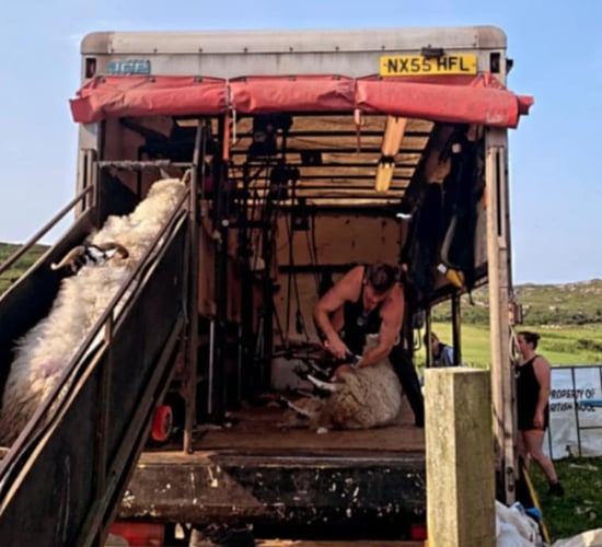 Find out how a Donegal man travels the world shearing sheep for €700/day
