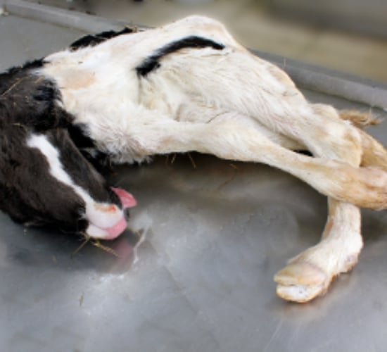 22 cases of Schmallenberg virus recorded in 2024 - DAFM