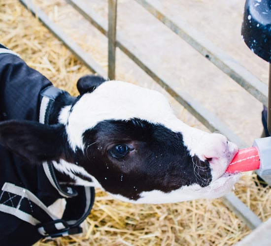 Calf Rearing Series: Look beyond the bag label