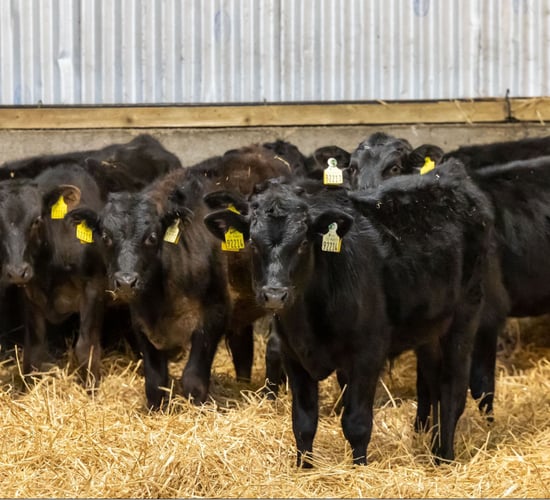 Dairy farmer applications sought for €250/calf Wagyu programme