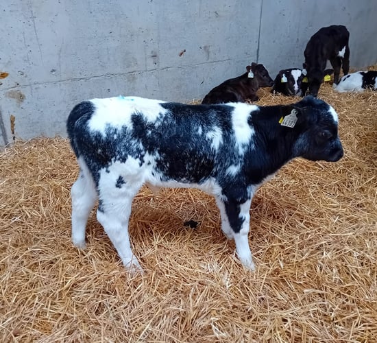 'Quality' calves for sale at Offaly charity auction