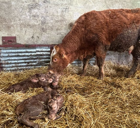 Triplet heifer calves born on Co. Tyrone farm