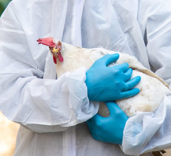 US reports first case of deadly H7N9 avian influenza since 2017