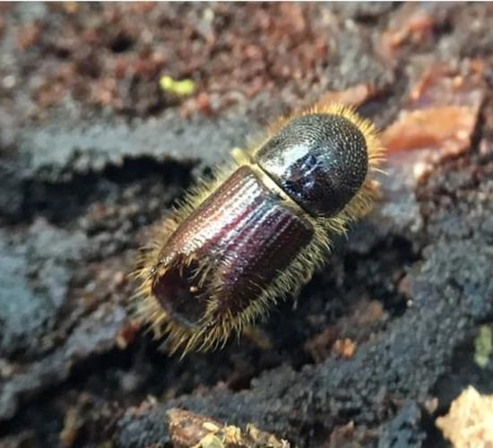 Sitka spruce as susceptible to bark beetle as Norway spruce