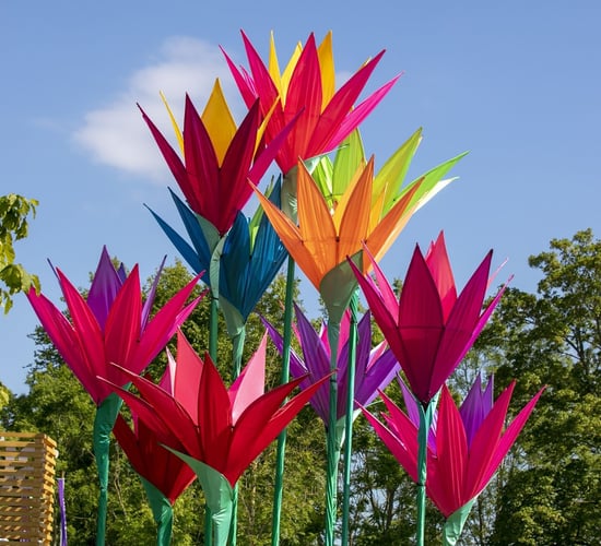 Bord Bia announces lineup for Bloom 2025