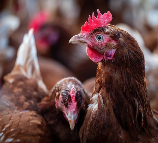 Bird flu: Minister to lift housing order for poultry