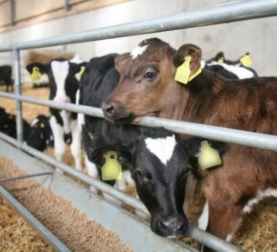 How much concentrates should your calves be eating?