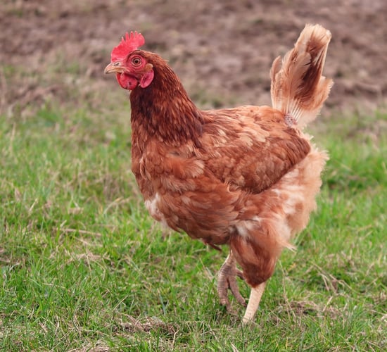 DAERA urges poultry keepers to remain vigilant for bird flu