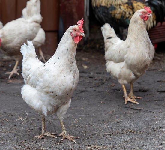 Heydon: Poultry owners need to protect flocks from bird flu