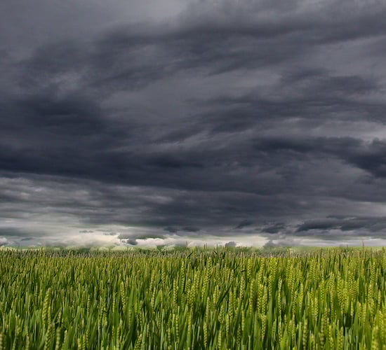 Environment group slams 'gutting' of nature funding in NDP