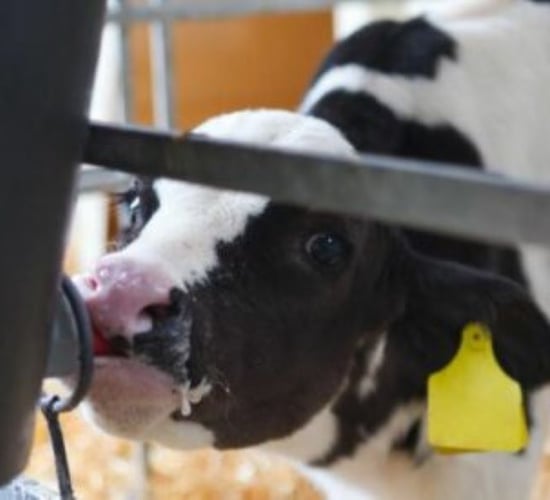 Dairy advice: Keeping excess quality colostrum in reserve