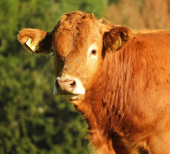 ICBF 'keen to engage' with breed societies about star rating changes