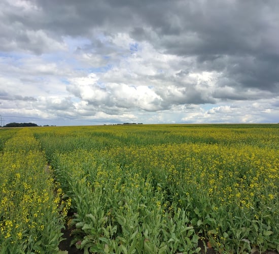 University of Galway and BioAtlantis join EU crop project