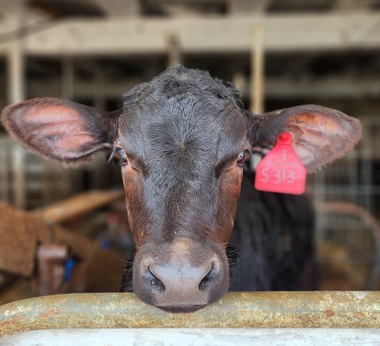 New study shows crossbred calves recover faster from disease