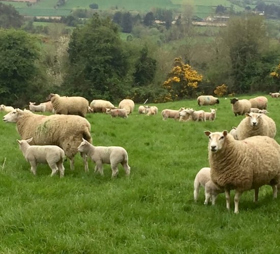 Notifiable sheep diseases diagnosed in 2023 and 2024