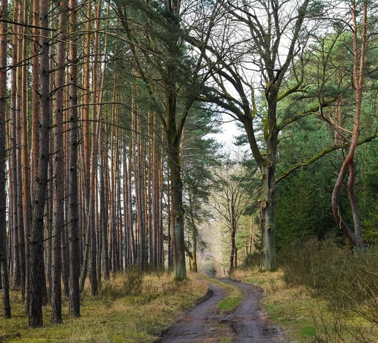 DAFM launches new NeighbourWood forestry scheme
