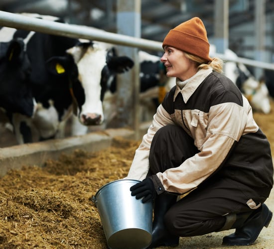 Producer prices for dairy products up 18.6% in year to January 2025  - CSO