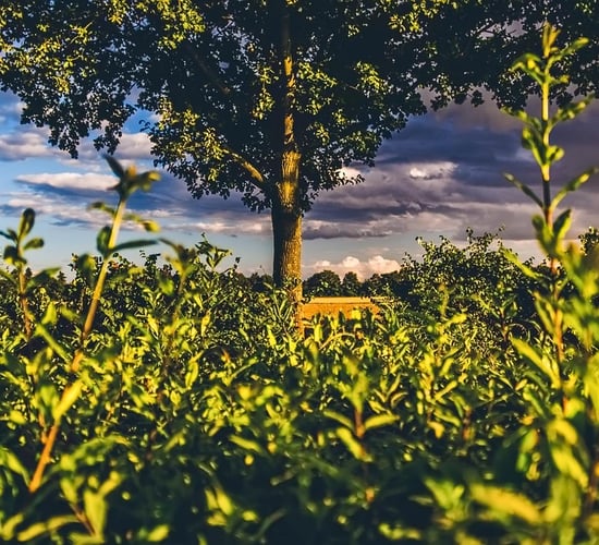 Explainer: What are the laws around hedge cutting on roads?