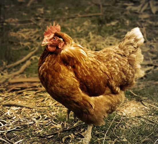Minister Heydon welcomes negative bird flu results in Monaghan