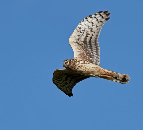 Have you spotted any rare birds this summer?