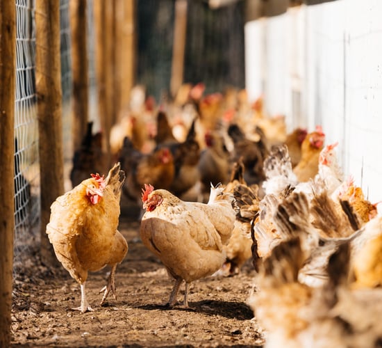 NI also implements mandatory housing order for poultry