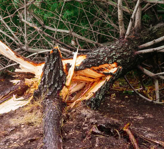 Healy-Rae reassures forest owners on future supports