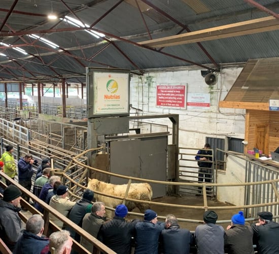 Cattle prices continue to soar at marts around the country