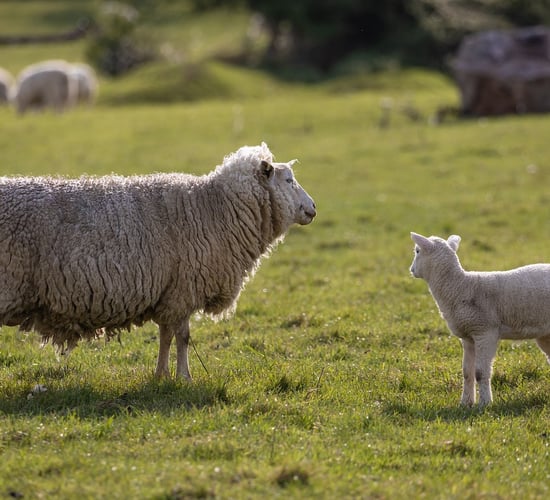 Farmers have 'right to shoot any animal' worrying  livestock - Gardaí