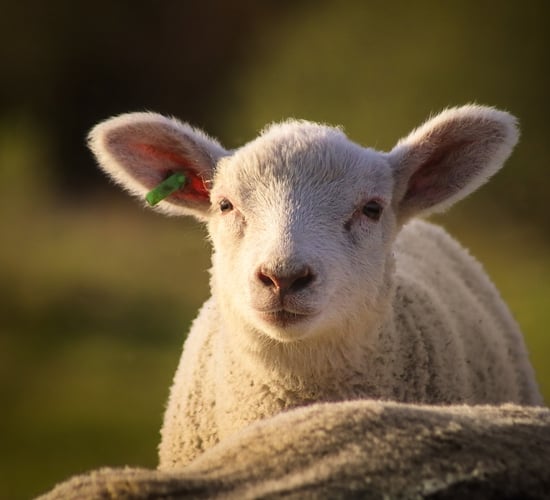 Watch: Sheep farmers gather data on dog attacks after 'scenes of devastation'