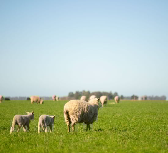 Average sheep farm income expected to increase by 22% in 2025 - report