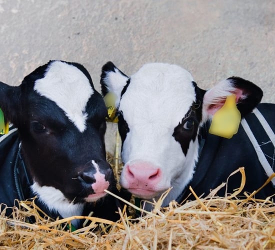 Calf Rearing Series: How to keep your calves warm in winter