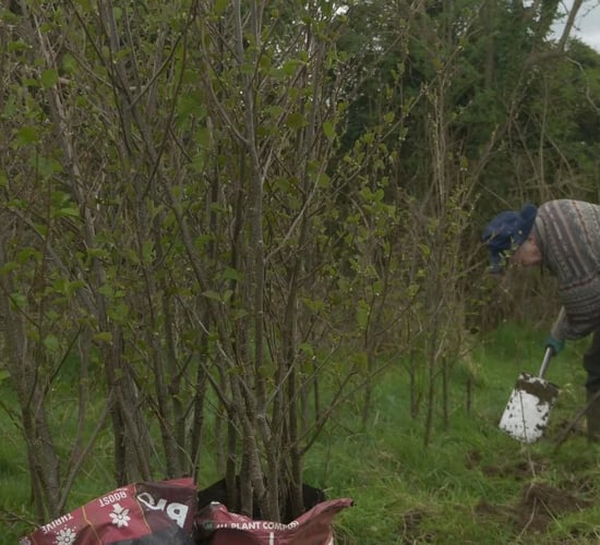 Community tree planting day to be held in Galway