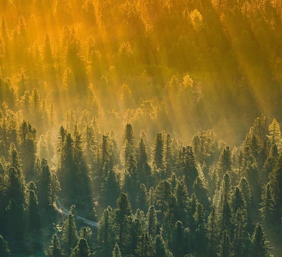 Coillte: Nature staff to be 'redeployed' within company