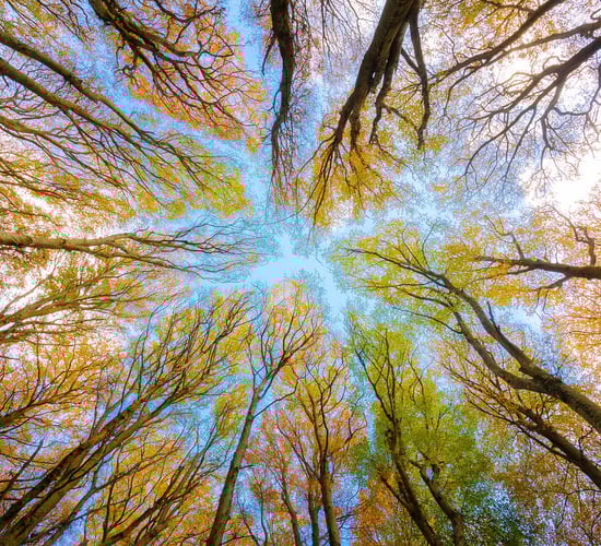 DAFM announces €1.5 million funding for forestry projects