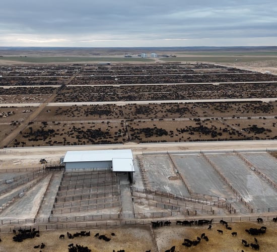 Building a brand-new 150,000 head beef feedlot in Nebraska