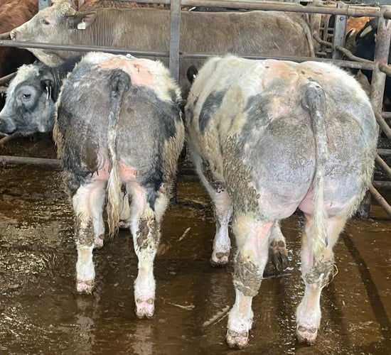'Beef is the new dairy' as €7.41/kg paid for weanling bulls