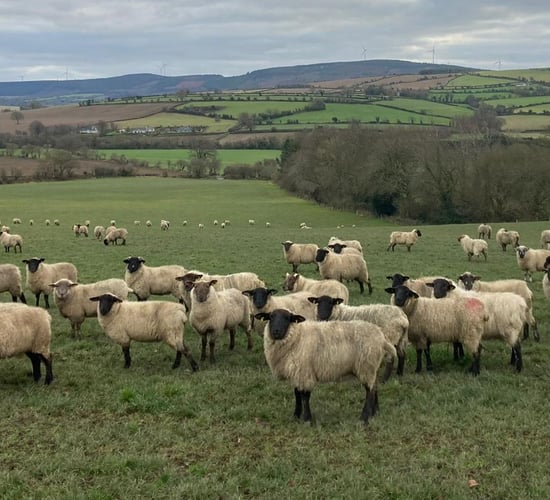 ABP Demo Farm: Store lamb update on grades and weights