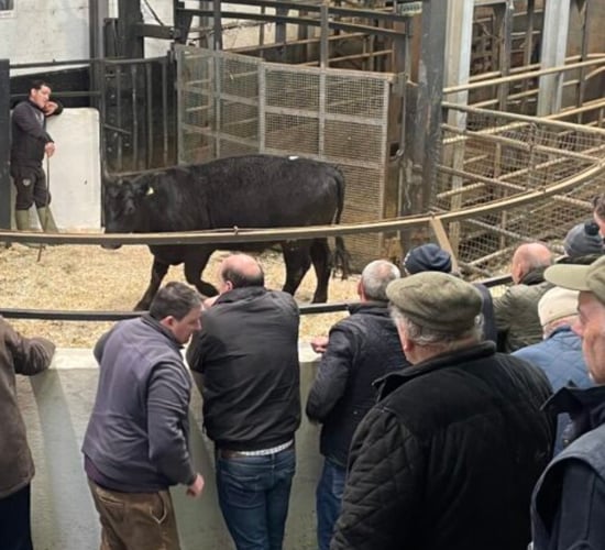 7-month buyers outpriced in current store cattle trade