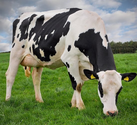 How to support your herd's fertility and milk fat at spring turnout
