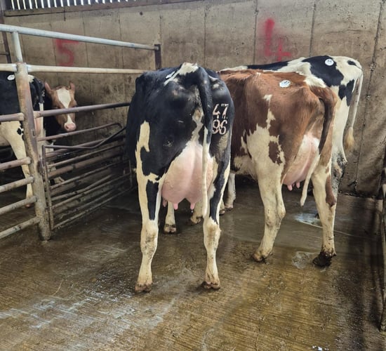 Freshly calved 2-year-old heifer makes €3,750 in Wexford sale