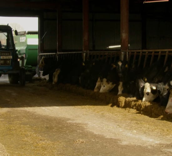 Commercial Beef Value Series: Improving genetic beef potential
