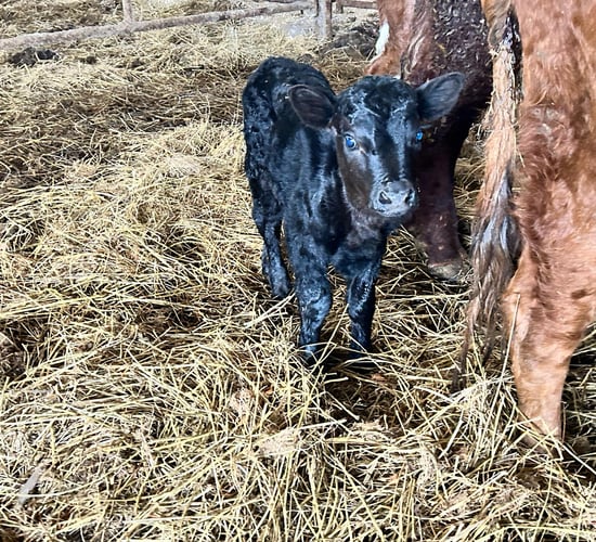 Tiny Dexter calf born on Clare TD's farm